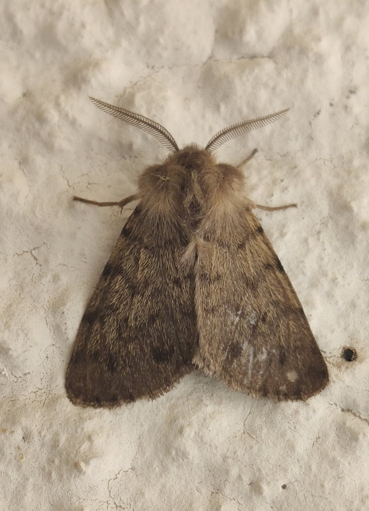 Diaphora sordida