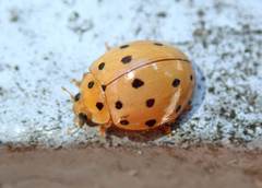 Harmonia sedecimnotata