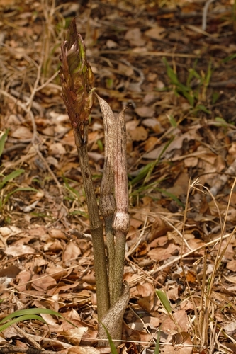Gonatopus boivinii, photograph 2