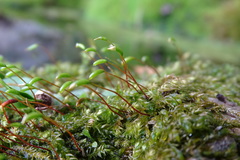 Herzogiella seligeri