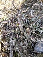 Cladonia cariosa