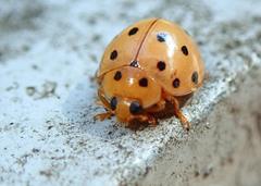 Harmonia sedecimnotata