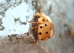 Harmonia sedecimnotata