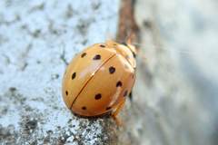 Harmonia sedecimnotata