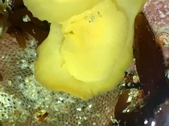 Baptodoris mimetica