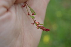 Rumex bucephalophorus