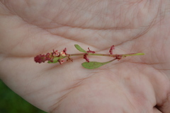 Rumex bucephalophorus