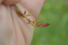 Rumex bucephalophorus