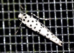 Yponomeuta internellus