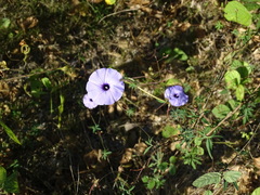 Ipomoea ternifolia