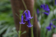 Hyacinthoides non-scripta