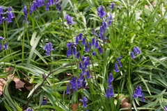 Hyacinthoides non-scripta