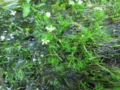 Ranunculus circinatus