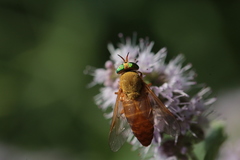 Silvius alpinus