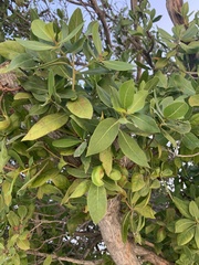 Conocarpus