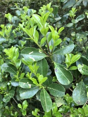 Ilex maximowicziana