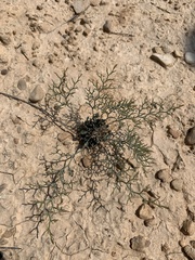 Limonium echioides