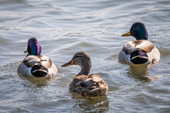 Anas platyrhynchos platyrhynchos