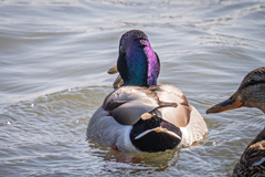 Anas platyrhynchos platyrhynchos