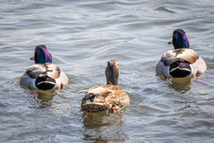 Anas platyrhynchos platyrhynchos