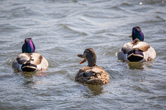 Anas platyrhynchos platyrhynchos