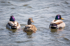 Anas platyrhynchos platyrhynchos