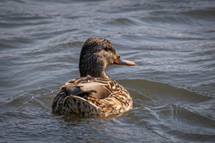 Anas platyrhynchos platyrhynchos