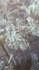 Cladonia botrytes
