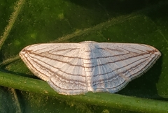 Scopula opicata