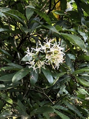 Anodendron benthamianum