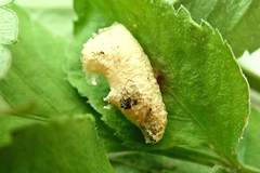 Beara tortriciformis