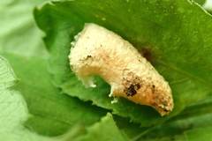 Beara tortriciformis