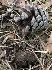 Strobilurus stephanocystis