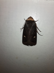 Proteuxoa testaceicollis