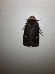 Proteuxoa testaceicollis