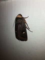 Proteuxoa testaceicollis