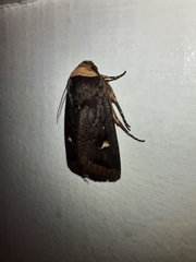 Proteuxoa testaceicollis