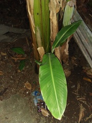 Musa