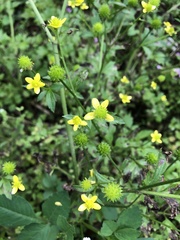 Ranunculus cantoniensis