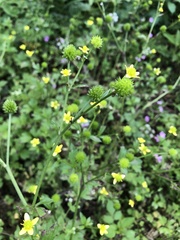 Ranunculus cantoniensis