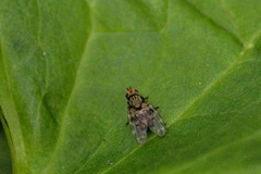 Otites
