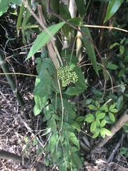 Gynostemma pentaphyllum