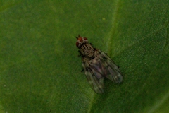 Otites