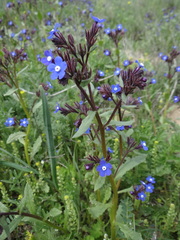Anchusa stylosa