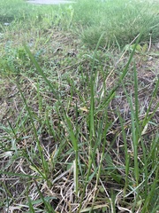 Melica nutans