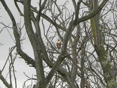 Buteo jamaicensis