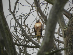Buteo jamaicensis