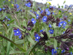 Anchusa stylosa