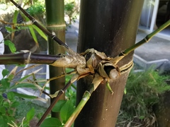 Bambusa lako
