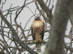 Buteo jamaicensis